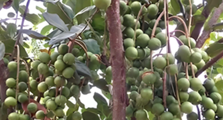 Landwirtschaftliche Drohnen fliegen nach Guangxi und helfen den Chinesen, Obst zu befreien!
