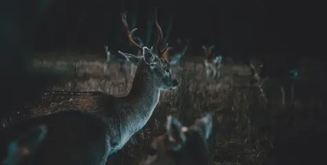 Jagd